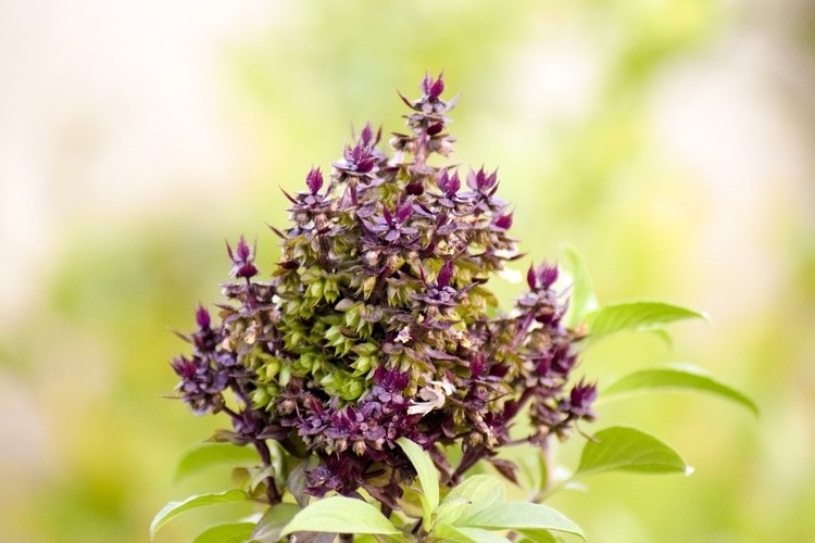 adaptogens for hormonal acne holy basil