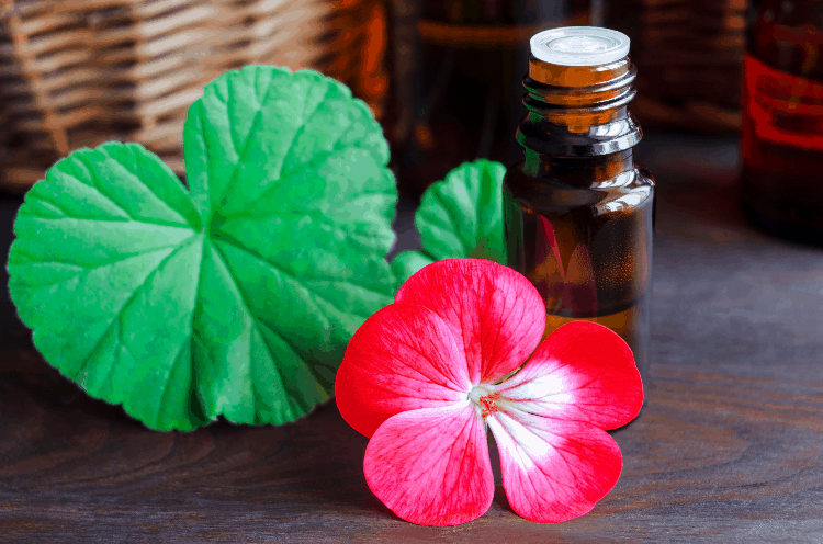 geranium oil