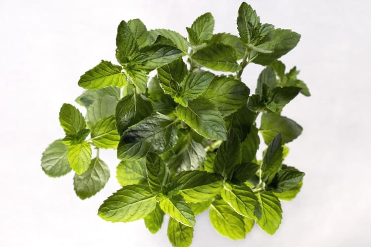 Spearmint Oil And PCOS: Potential Benefits and How To Use It