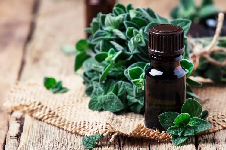 marjoram oil for pcos