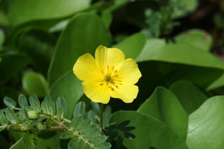 tribulus terrestris plant