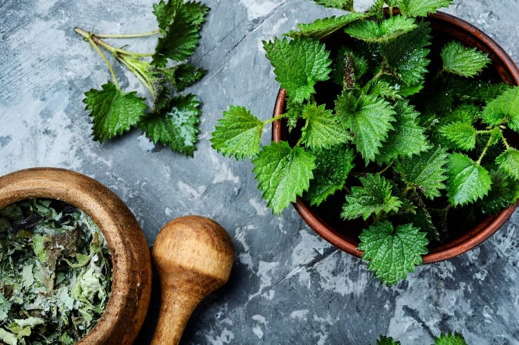 nettle for hormones with dried and fresh leaves