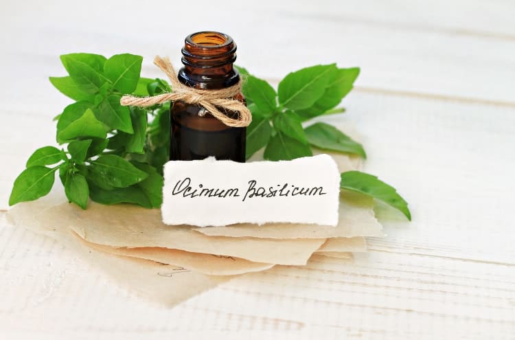 Benefits of Basil Oil For Menstrual Cramps and Best Ways to Use It