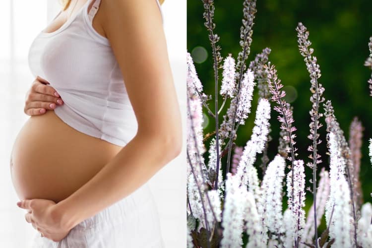 5 Things You Should Know Before Using Black Cohosh for PCOS And Fertility