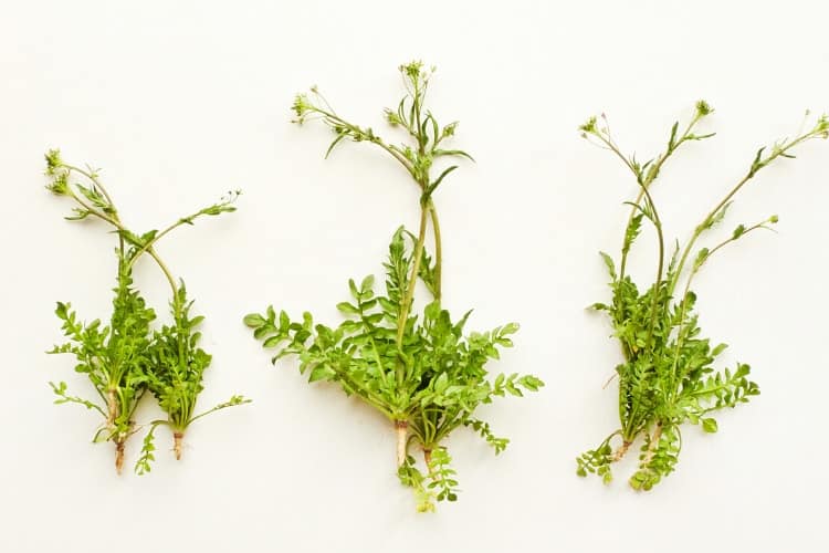 herbs that help with excessive menstrual flow shepherds purse