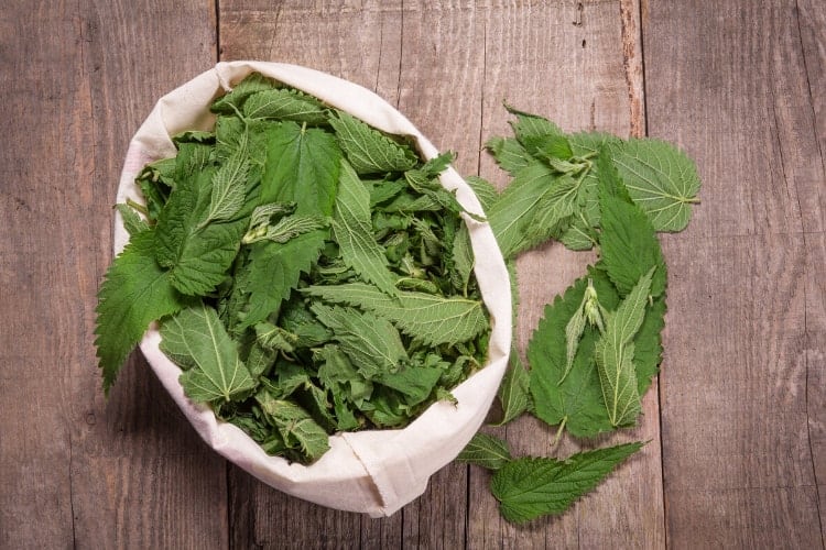 herbs that help with excessive menstrual flow stinging nettle