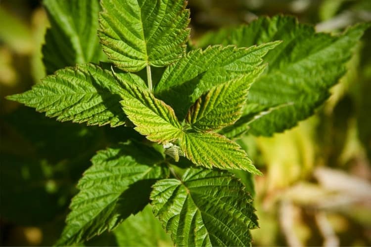 herbs to use in a hormone balancing tea recipe red raspberry leaf