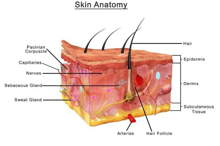 does eating healthy give you better skin