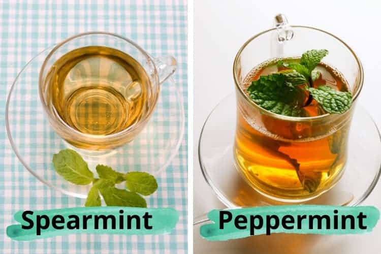 peppermint tea vs spearmint tea for acne