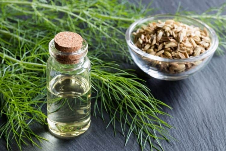 how to use fennel oil for painful periods