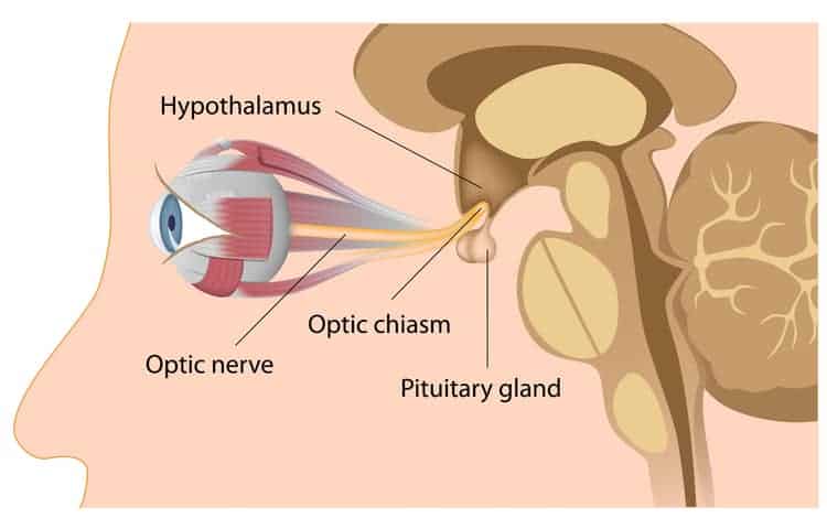 how does maca balance hormones - closeup of hypothalamus and pituitary gland