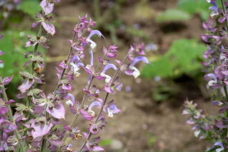 clary sage plant for menstrual cramps