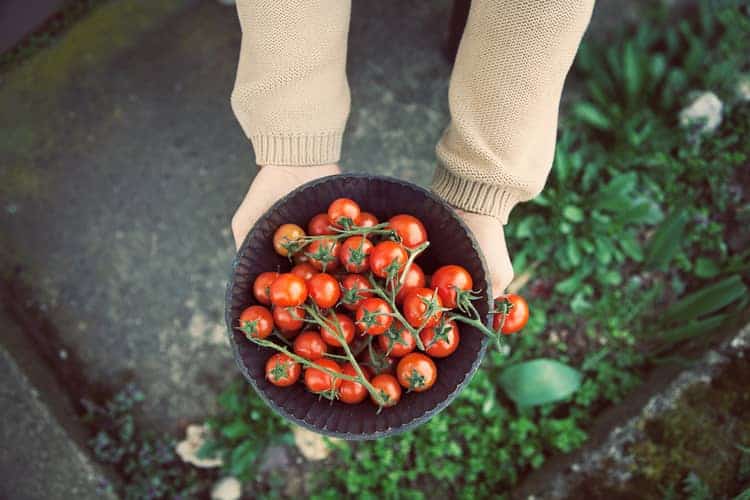 bowl of fresh tomatoes