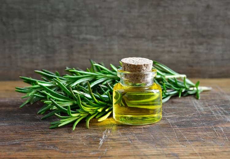 rosemary plant and the essential oil