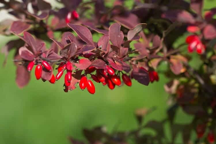 barberry fruit