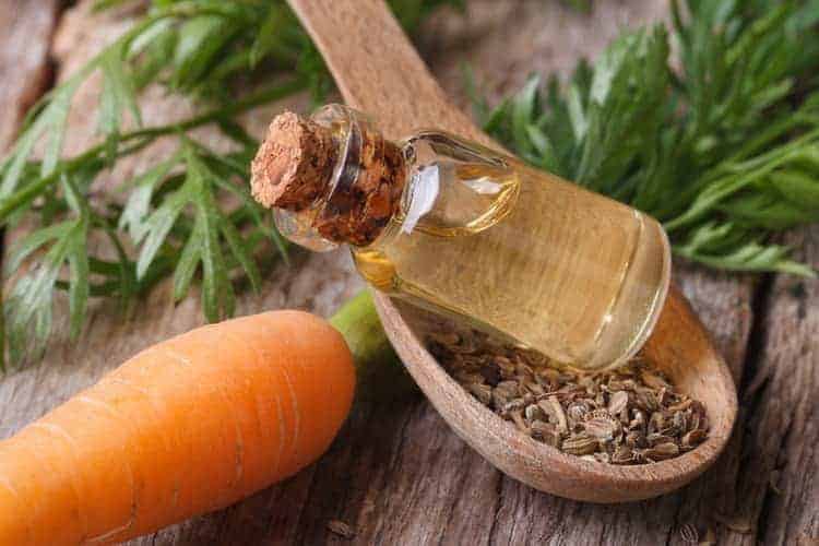 closeup of carrot seeds, oil and vegetable