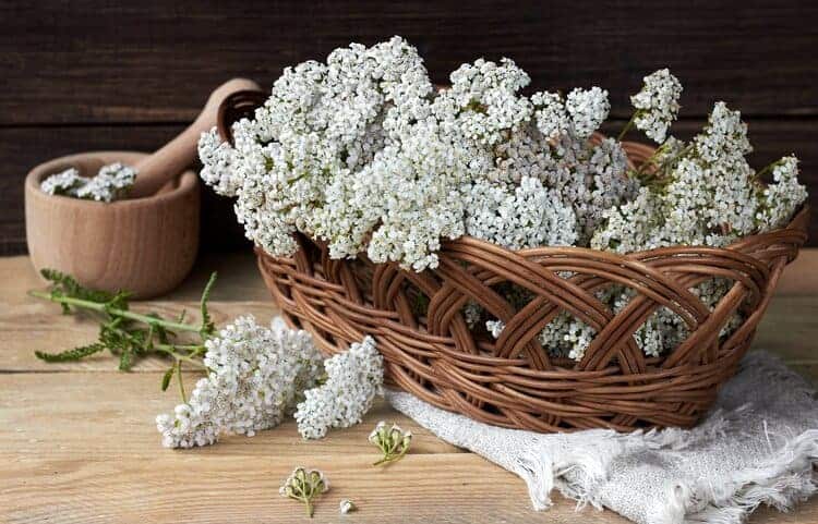 yarrow flowers in a basket