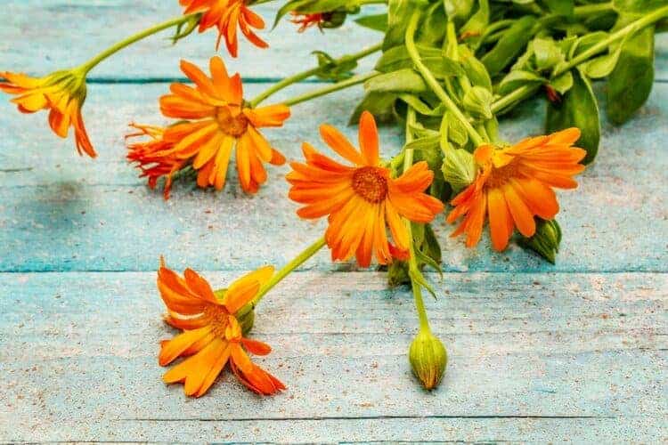 calendula flowers