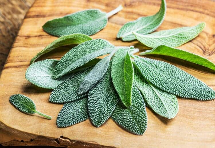 closeup of sage leaf