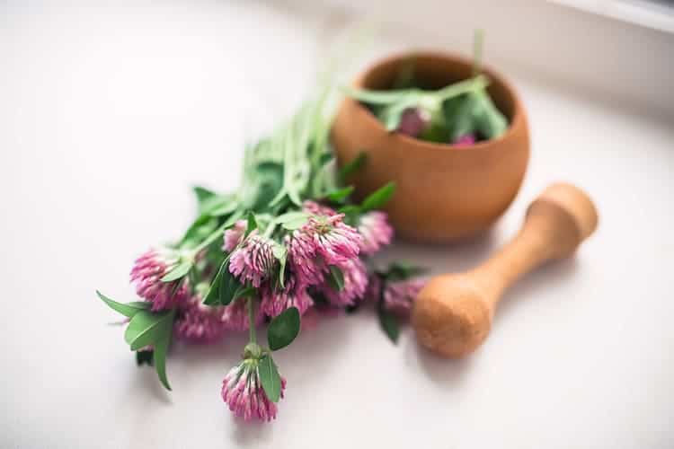 red clover plant