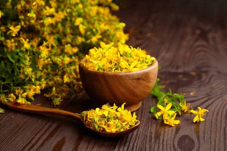 fresh st johns wort in bowl and spoon