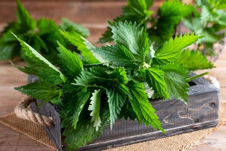 closeup of stinging nettle leaves